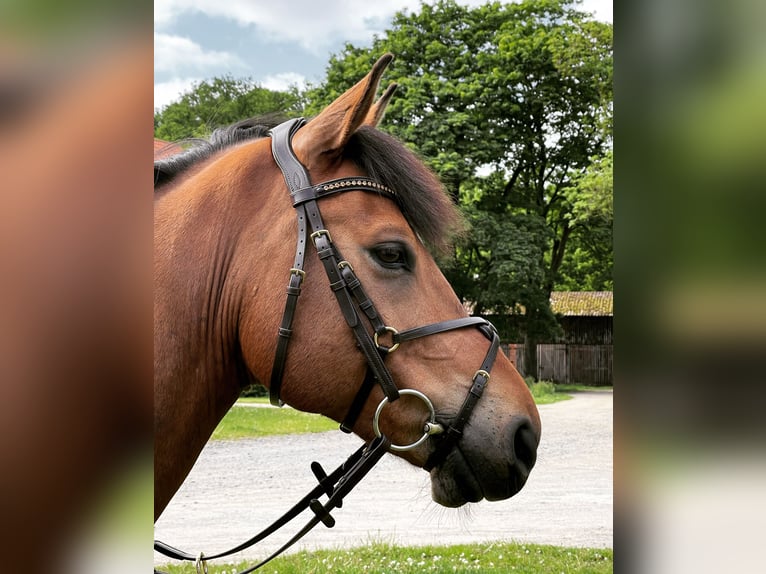 Poni alemán Caballo castrado 11 años 148 cm Castaño in Wedemark