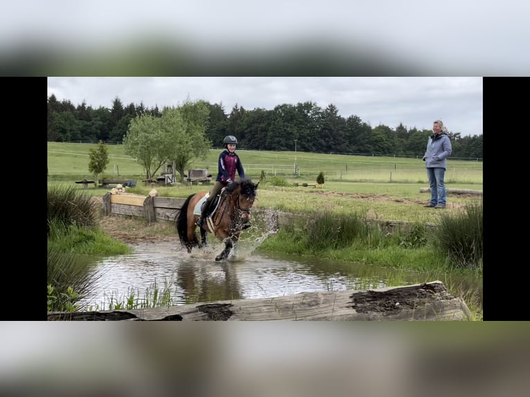 Poni alemán Caballo castrado 11 años 148 cm Castaño in Wedemark
