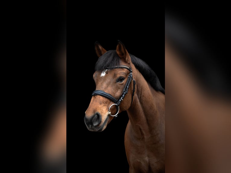 Poni alemán Caballo castrado 11 años 148 cm Castaño in Wedemark