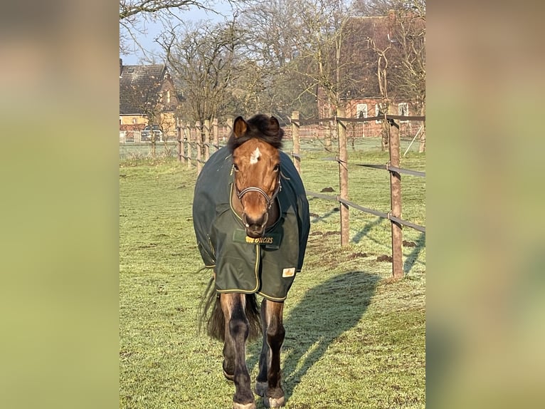 Poni alemán Caballo castrado 11 años 148 cm Castaño in Wedemark