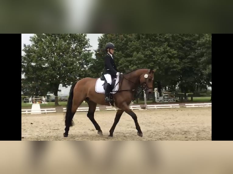 Poni alemán Caballo castrado 11 años 148 cm Castaño in Wedemark