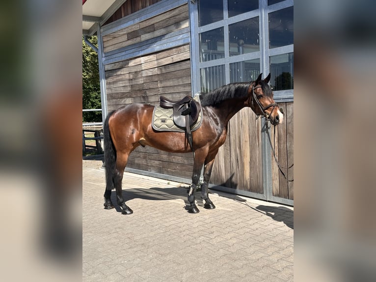 Poni alemán Caballo castrado 11 años 148 cm Castaño oscuro in Leipzig