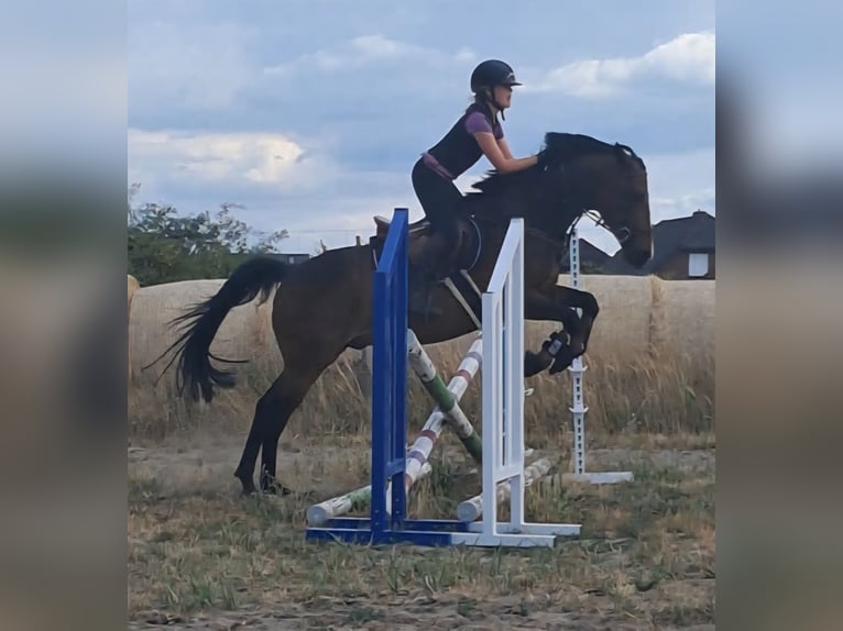 Poni alemán Caballo castrado 11 años 148 cm Castaño oscuro in Wolmirstedt