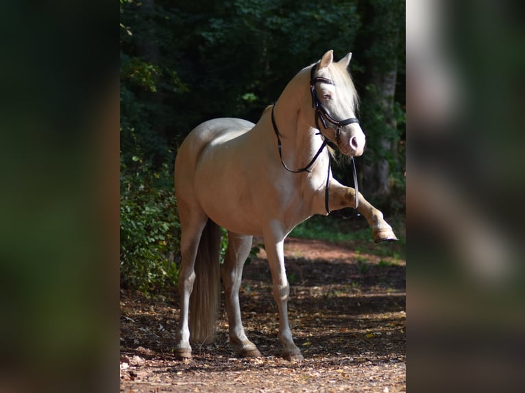 Poni alemán Caballo castrado 11 años 148 cm Cremello in Mittelbrunn
