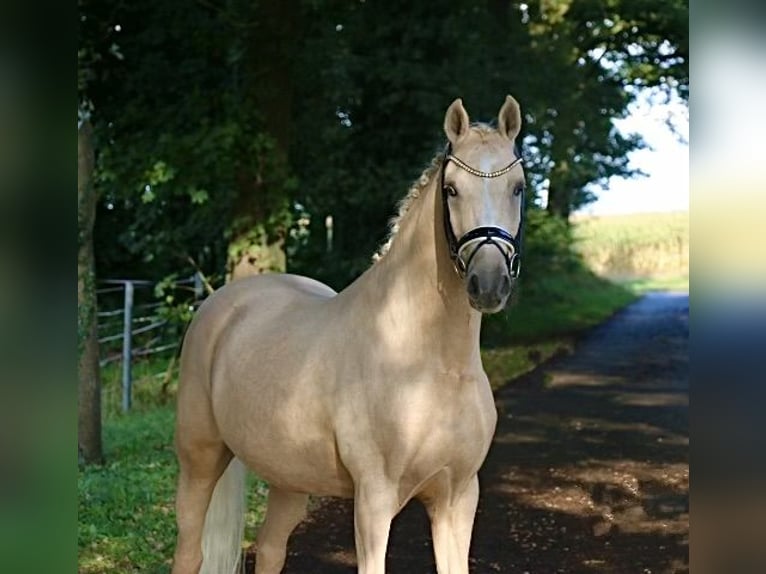 Poni alemán Caballo castrado 11 años 148 cm Palomino in Recke, bei Osnabr&#xFC;ck