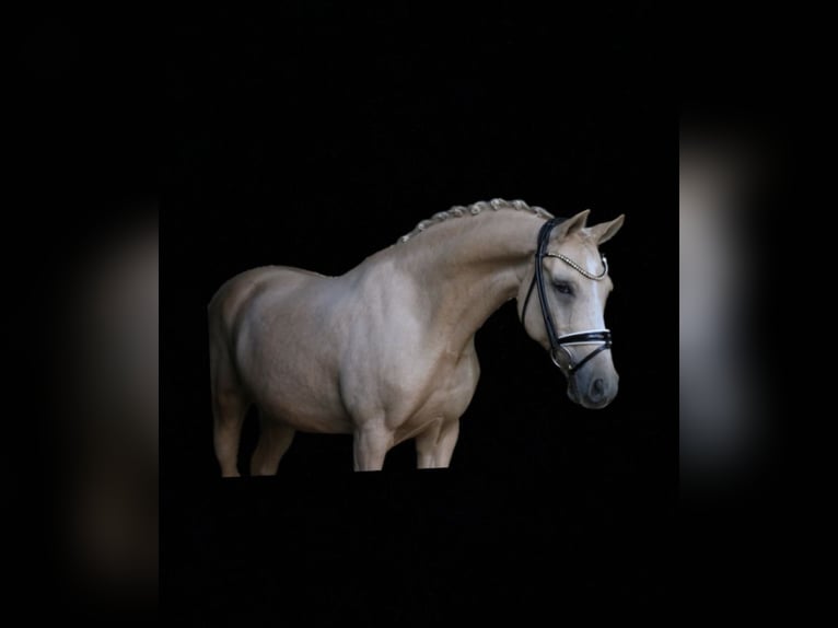 Poni alemán Caballo castrado 11 años 148 cm Palomino in Recke, bei Osnabr&#xFC;ck