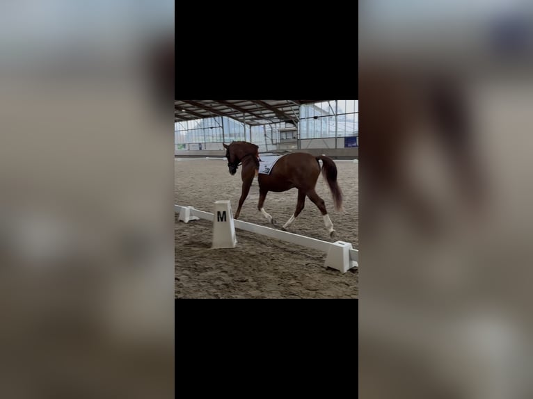 Poni alemán Caballo castrado 11 años 150 cm Alazán in Langenfeld