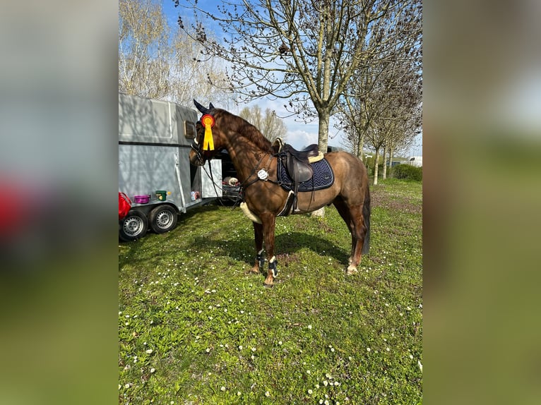 Poni alemán Caballo castrado 11 años 152 cm Alazán in Neustadt an der Weinstraße