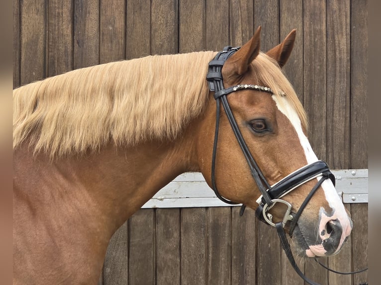 Poni alemán Caballo castrado 11 años 154 cm Alazán in M&#xFC;lheim an der Ruhr