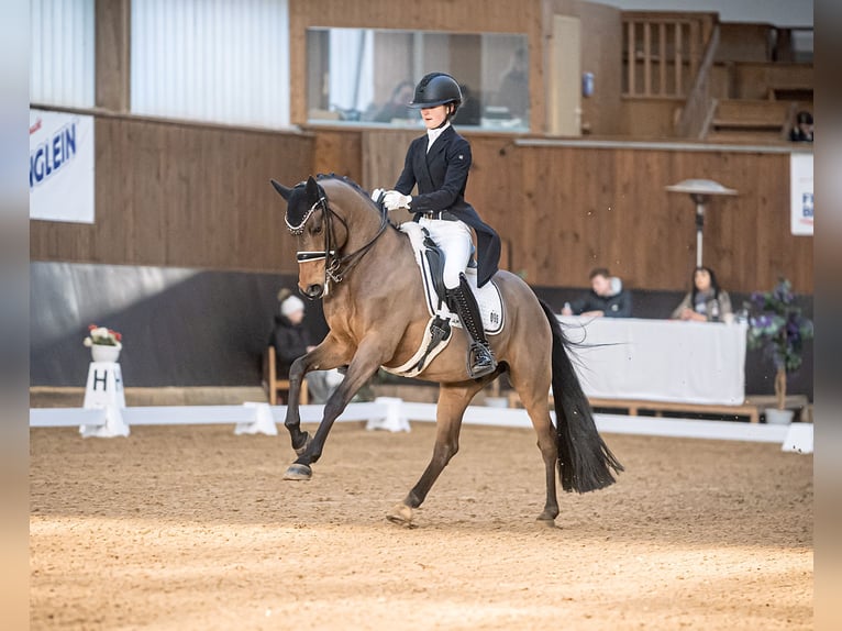 Poni alemán Caballo castrado 11 años 155 cm Castaño in Schwäbisch Gmünd