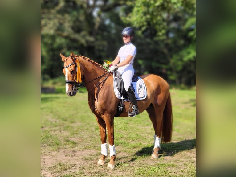 Poni alemán Caballo castrado 11 años 156 cm Alazán in Mönchengladbach