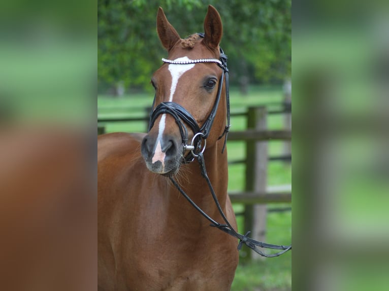Poni alemán Caballo castrado 11 años 158 cm Alazán-tostado in Schwalmtal