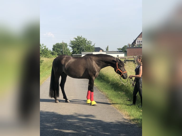 Poni alemán Caballo castrado 11 años 160 cm Negro in Viersen