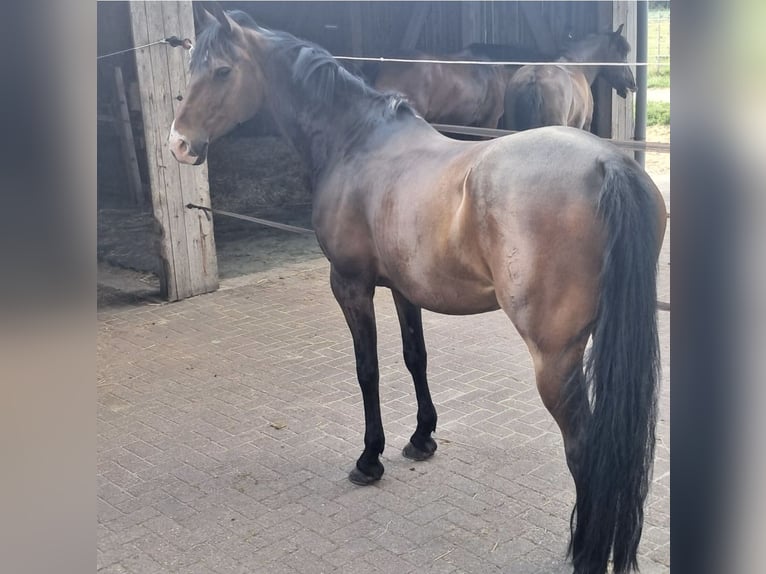 Poni alemán Caballo castrado 11 años  in Wolmirstedt