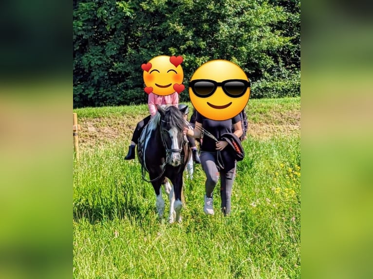 Poni alemán Caballo castrado 12 años 134 cm Pío in Herborn