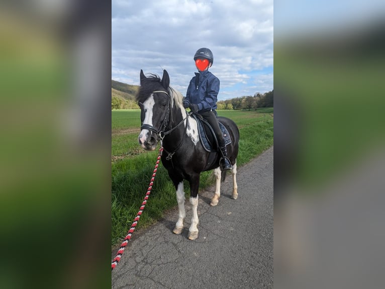 Poni alemán Caballo castrado 12 años 134 cm Pío in Herborn
