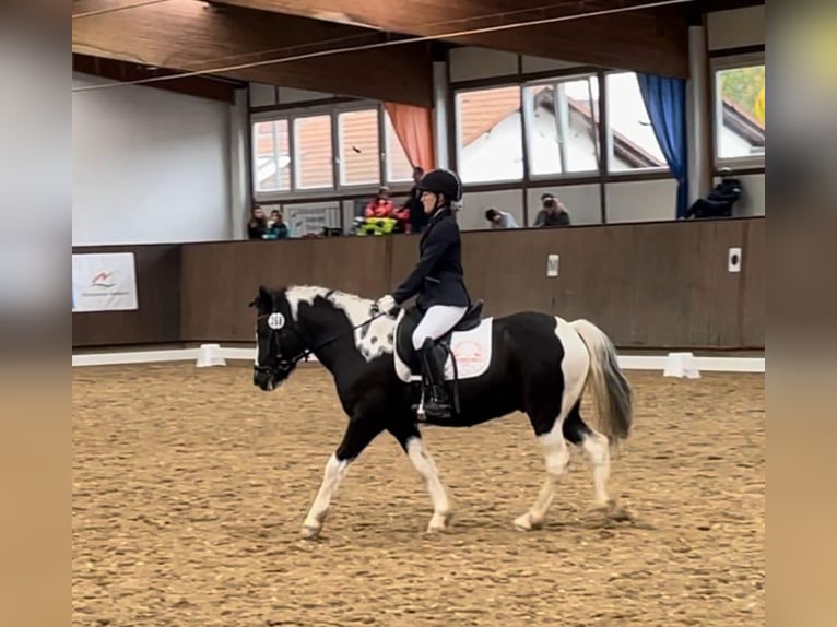Poni alemán Caballo castrado 12 años 134 cm Pío in Herborn