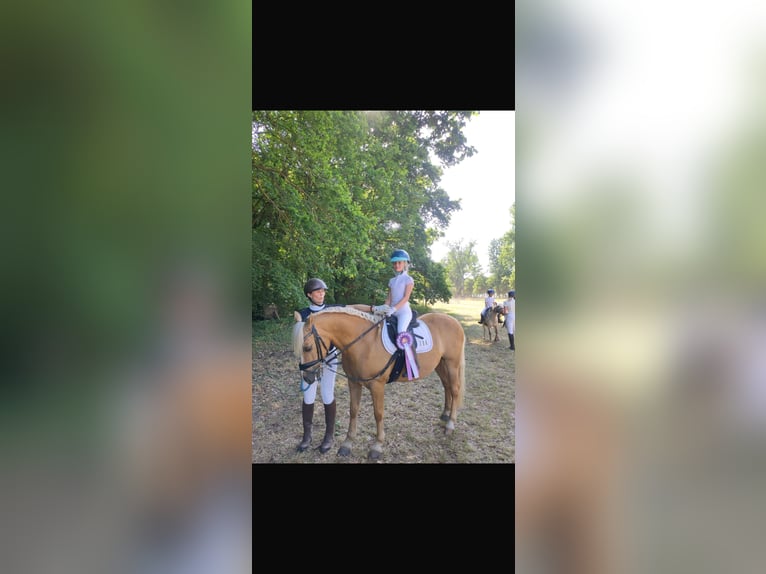 Poni alemán Mestizo Caballo castrado 12 años 135 cm Palomino in Groß TwülpstedtVolkmarsdorf