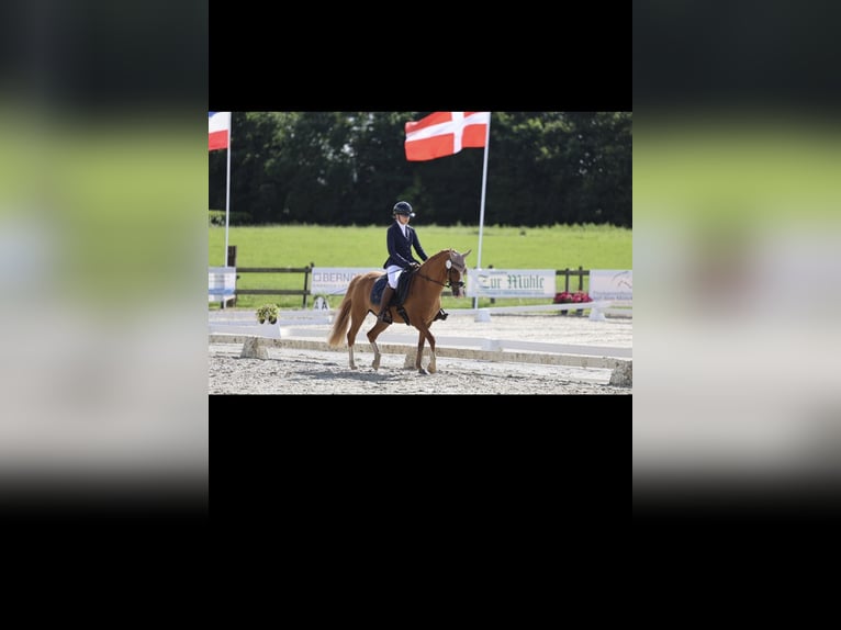 Poni alemán Caballo castrado 12 años 140 cm Alazán in Mühbrook