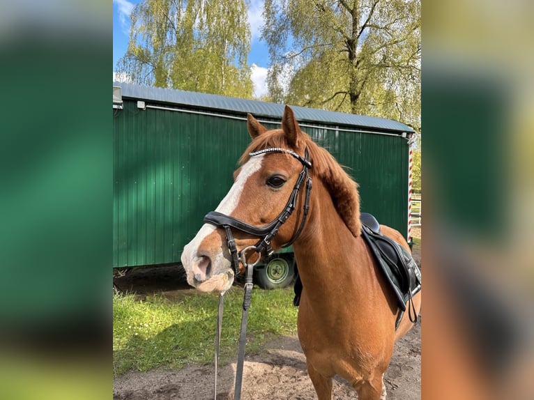 Poni alemán Caballo castrado 12 años 140 cm Alazán in Mühbrook