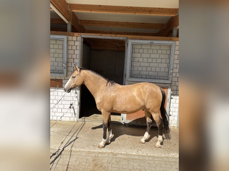 Poni alemán Caballo castrado 12 años 140 cm Bayo in Heuchlingen