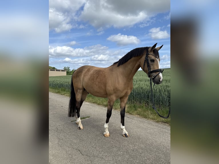 Poni alemán Caballo castrado 12 años 140 cm Bayo in Heuchlingen