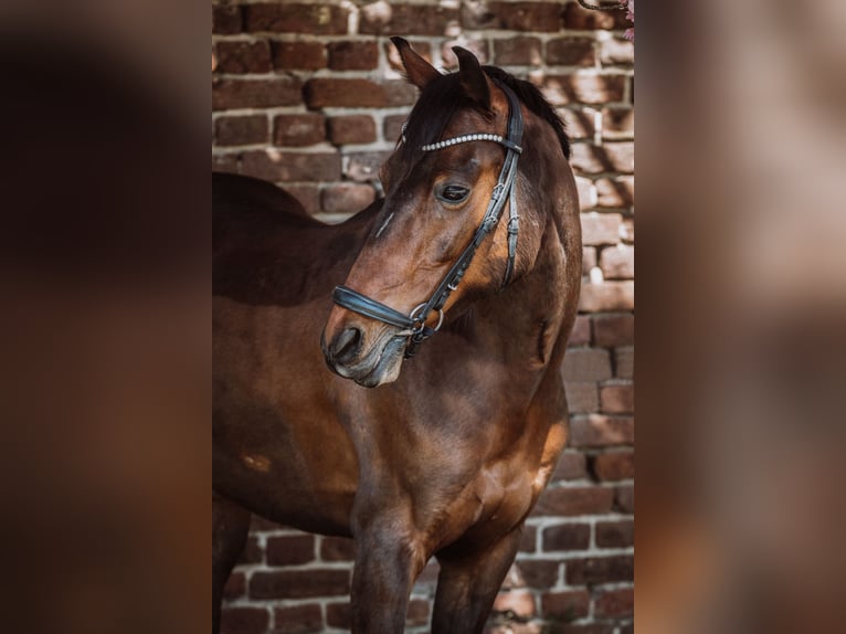 Poni alemán Caballo castrado 12 años 143 cm in Goch