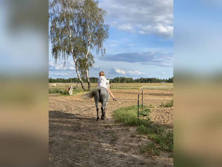 Poni alemán Caballo castrado 12 años 143 cm Tordo in Neuruppin