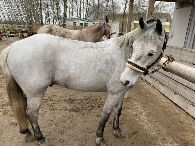 Poni alemán Caballo castrado 12 años 143 cm Tordo in Neuruppin