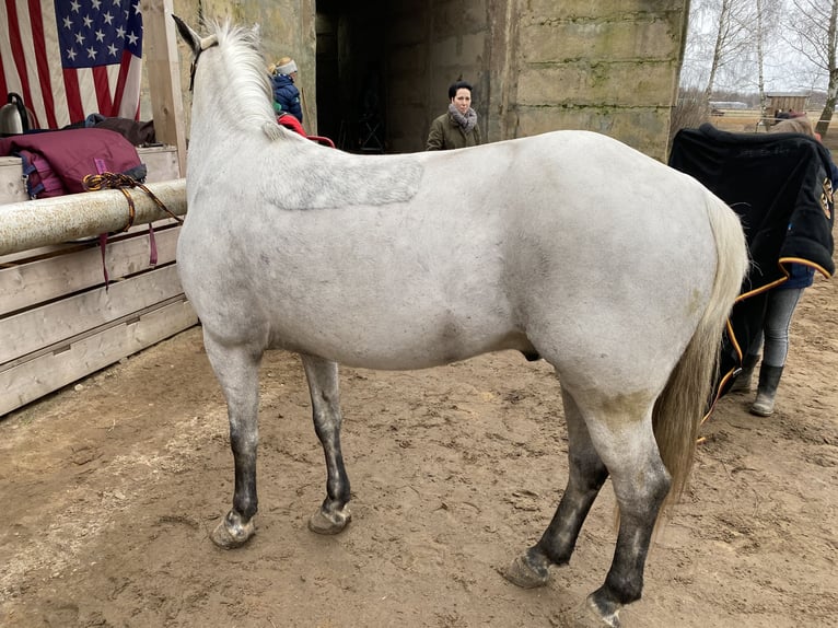 Poni alemán Caballo castrado 12 años 143 cm Tordo in Neuruppin