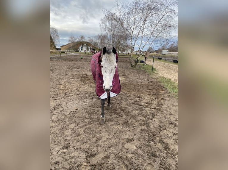 Poni alemán Caballo castrado 12 años 143 cm Tordo in Neuruppin