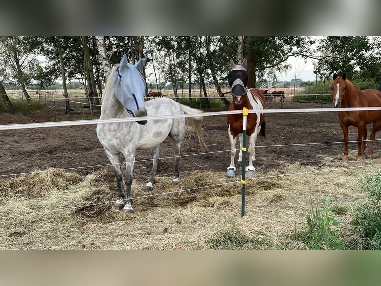 Poni alemán Caballo castrado 12 años 143 cm Tordo in Neuruppin