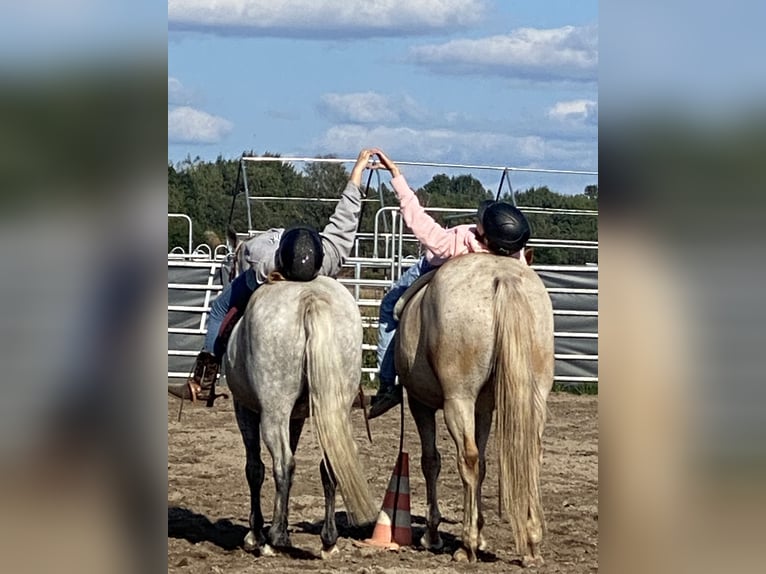 Poni alemán Caballo castrado 12 años 143 cm Tordo in Neuruppin