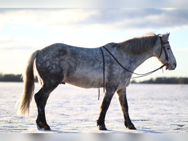 Poni alemán Caballo castrado 12 años 143 cm Tordo in Neuruppin