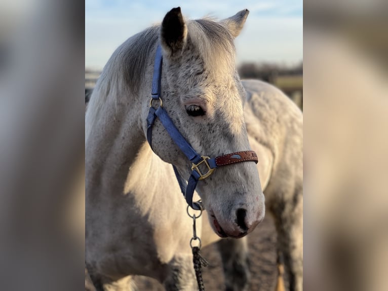 Poni alemán Caballo castrado 12 años 143 cm Tordo in Neuruppin