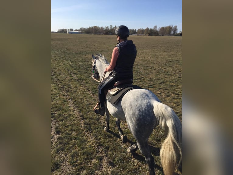 Poni alemán Caballo castrado 12 años 143 cm Tordo in Neuruppin