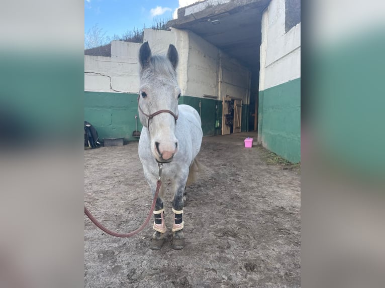 Poni alemán Caballo castrado 12 años 143 cm Tordo in Neuruppin