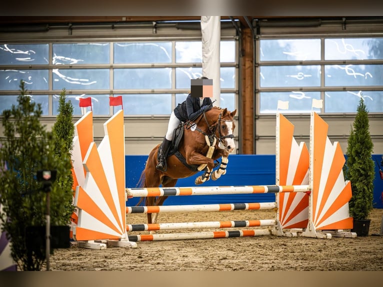 Poni alemán Caballo castrado 12 años 144 cm Alazán in Bissendorf