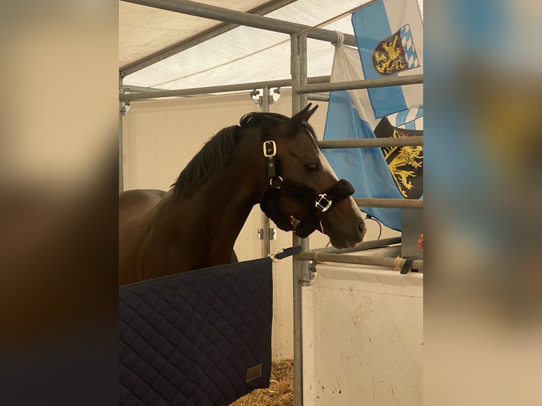 Poni alemán Caballo castrado 12 años 144 cm Castaño oscuro in München