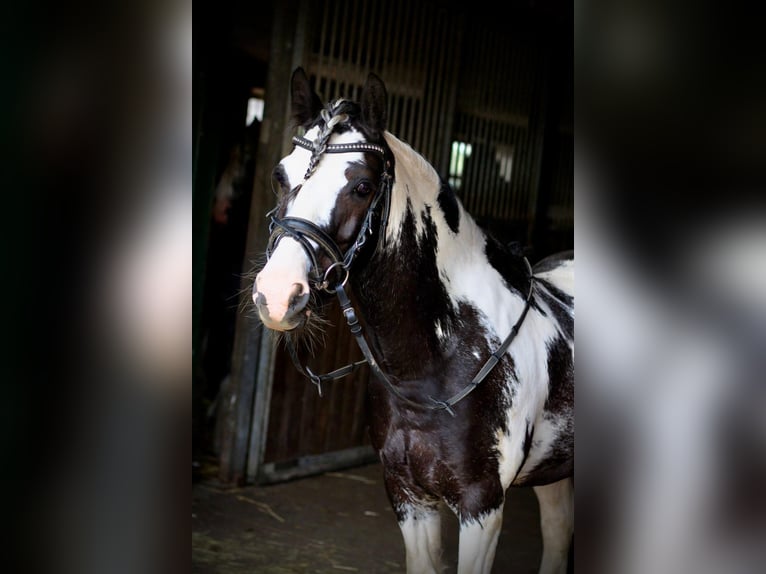 Poni alemán Caballo castrado 12 años 145 cm Pío in FronhausenFronhausen