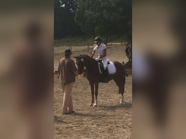 Poni alemán Caballo castrado 12 años 146 cm Alazán in Uetersen