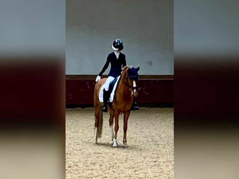 Poni alemán Caballo castrado 12 años 146 cm Alazán in Vierkirchen