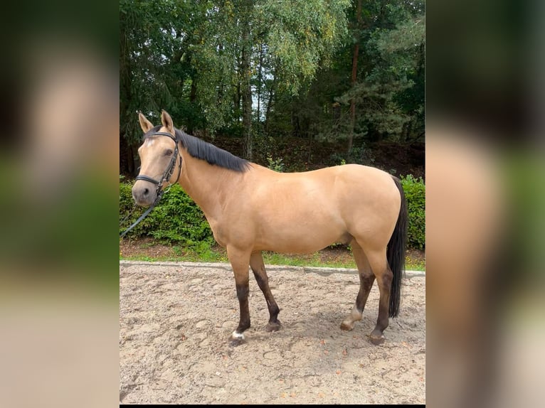 Poni alemán Caballo castrado 12 años 146 cm Bayo in LingenLingen