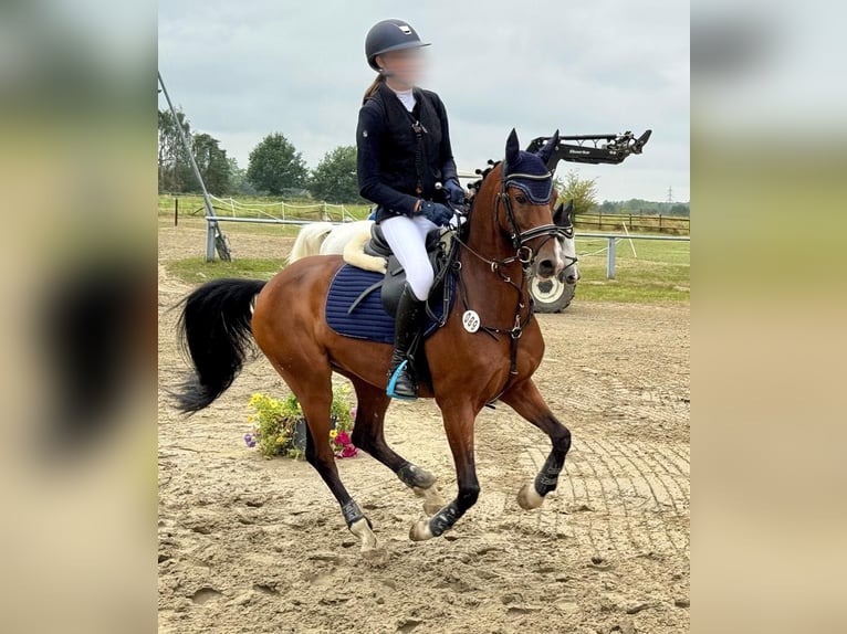 Poni alemán Caballo castrado 12 años 146 cm Castaño in Datteln
