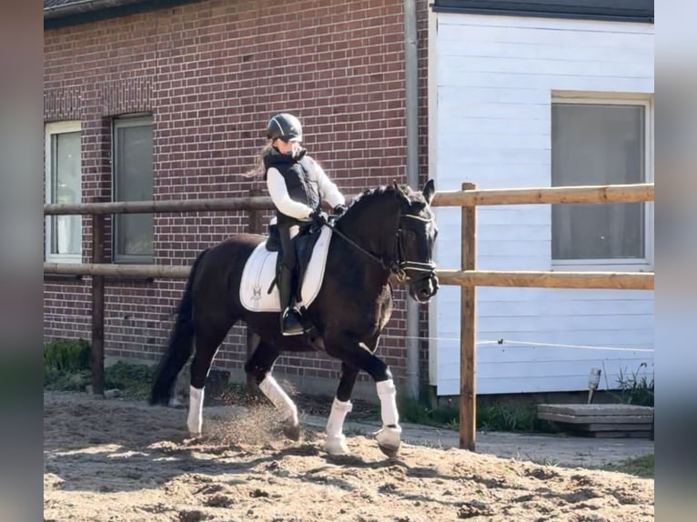Poni alemán Caballo castrado 12 años 146 cm Negro in Alfstedt