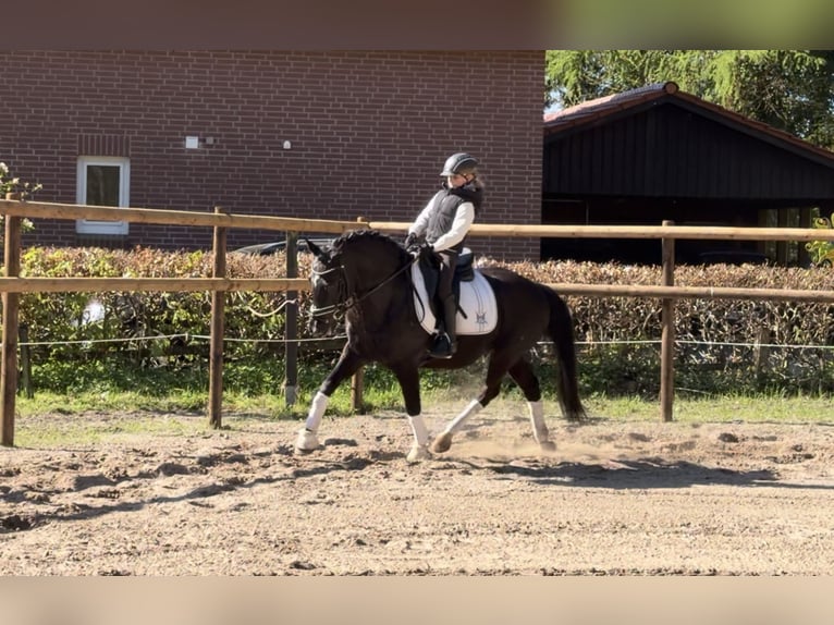 Poni alemán Caballo castrado 12 años 146 cm Negro in Alfstedt
