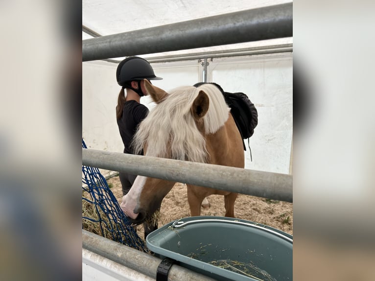 Poni alemán Caballo castrado 12 años 146 cm Palomino in Memmingen