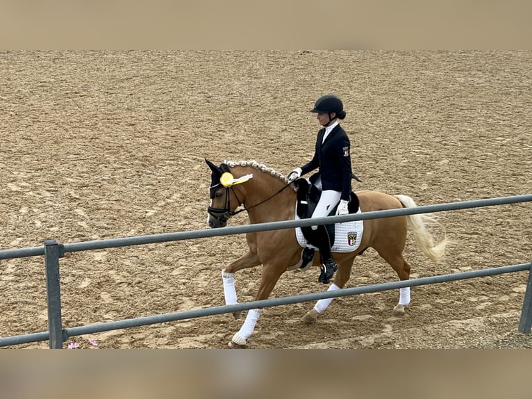 Poni alemán Caballo castrado 12 años 146 cm Palomino in Memmingen