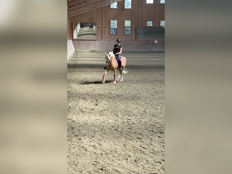 Poni alemán Caballo castrado 12 años 146 cm Palomino in Memmingen
