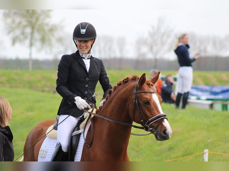 Poni alemán Caballo castrado 12 años 147 cm Alazán in Ganschow